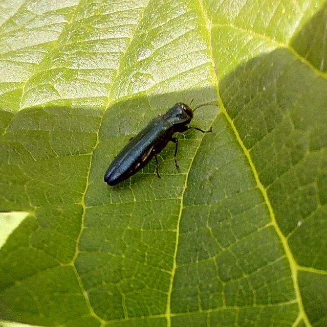 Agrilus sulcicollis - hengeres karcsúdíszbogár
