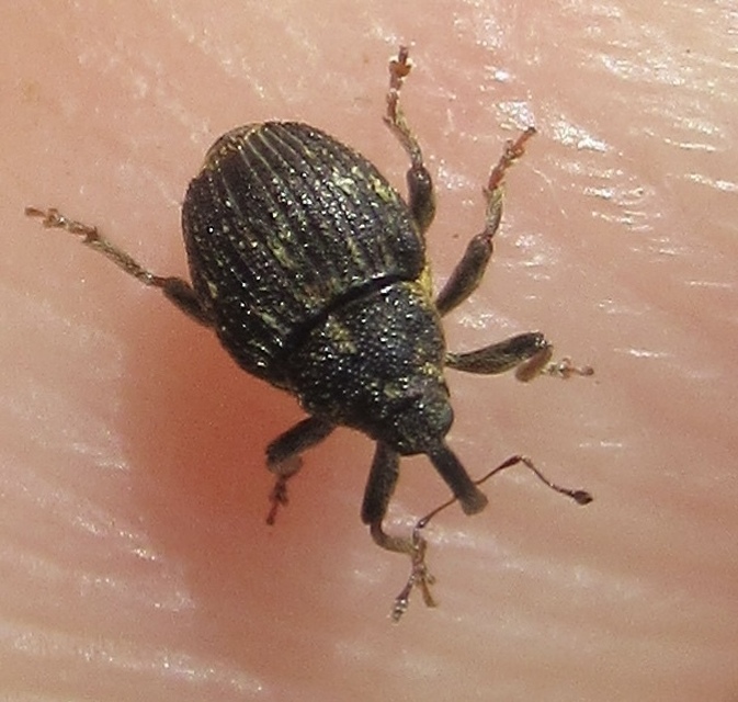 Nedyus quadrimaculatus - közönséges csalánormányos