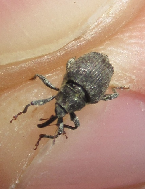 Parethelcus pollinarius - csalánporzó ormányos