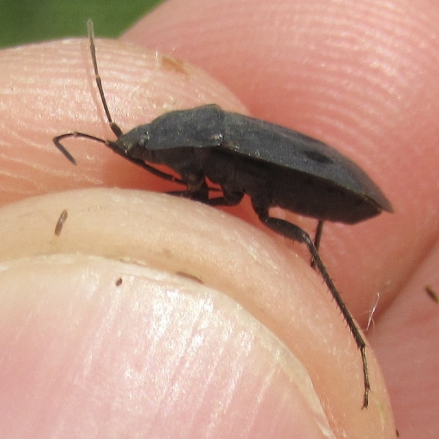 Graptopeltus validus