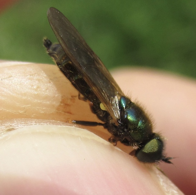 Chloromyia formosa - közönséges fémeslégy