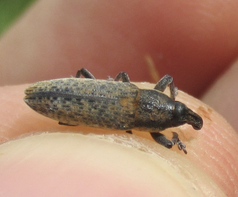 Lixus brevipes - vaskosorrú dudvabarkó