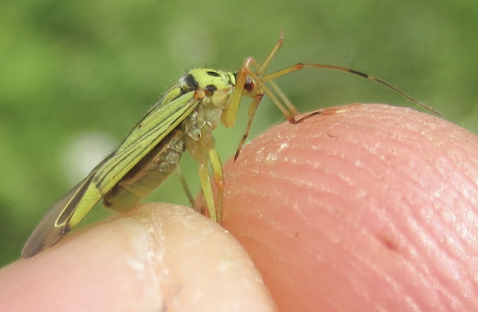 Mermitelocerus schmidtii