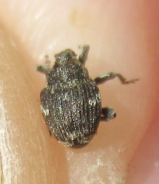 Nedyus quadrimaculatus - közönséges csalánormányos