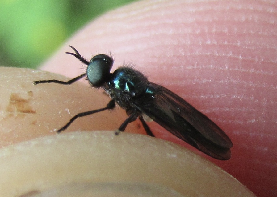 Actina chalybea - csillogó tüskéslégy