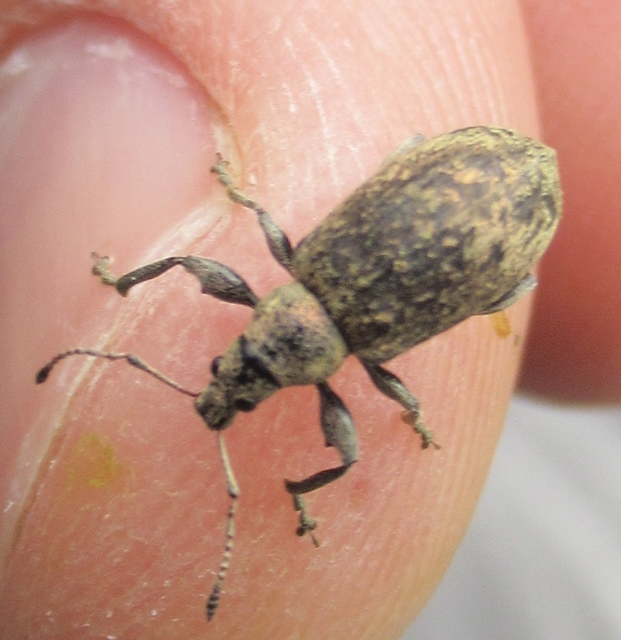 Phyllobius pomaceus - csalán-levélormányos