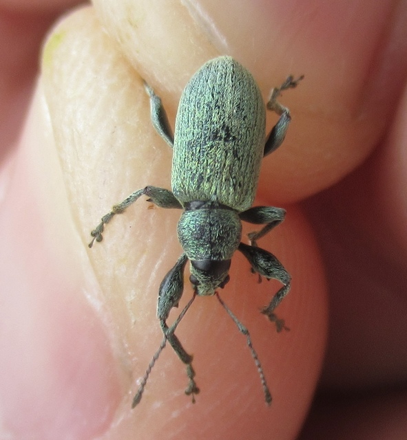 Phyllobius pomaceus - csalán-levélormányos
