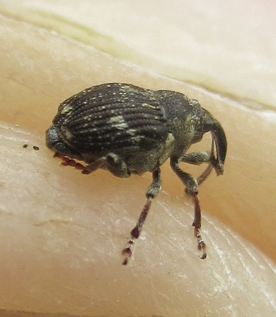 Nedyus quadrimaculatus - közönséges csalánormányos