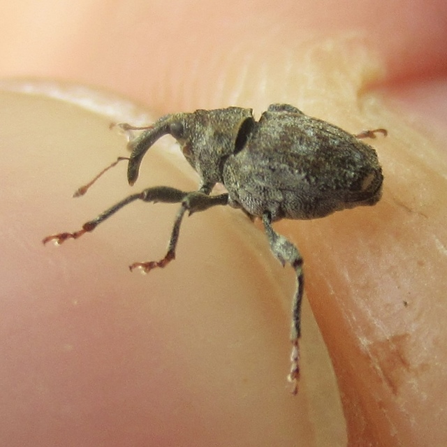 Parethelcus pollinarius - csalánporzó ormányos