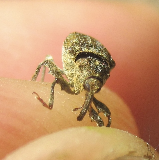 Parethelcus pollinarius - csalánporzó ormányos