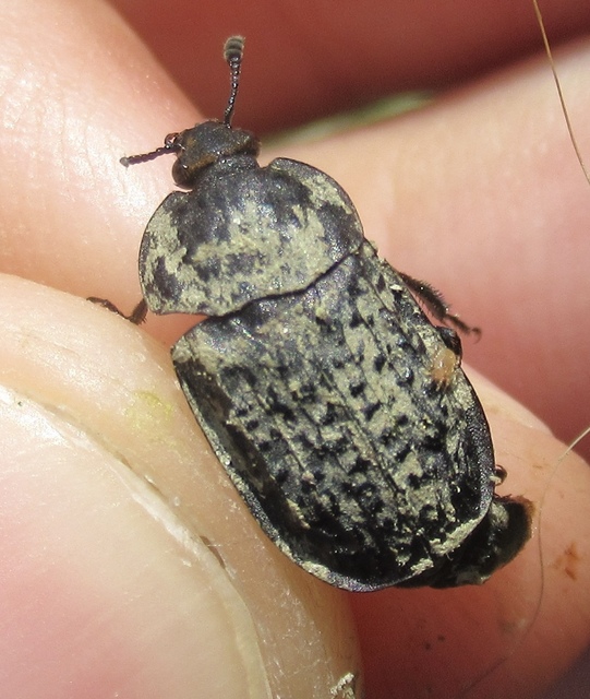 Thanatophilus rugosus - ripacsos dögbogár