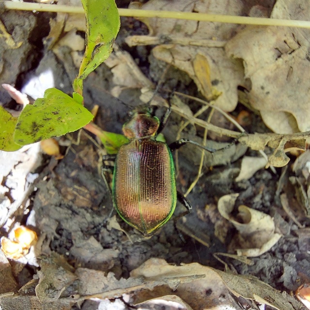 Calosoma inquisitor - kis bábrabló