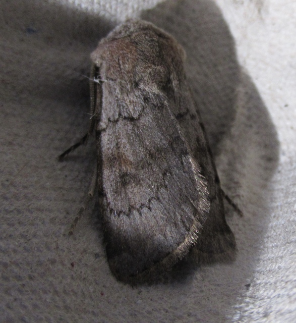 Agrotis cinerea - szürkés földibagoly