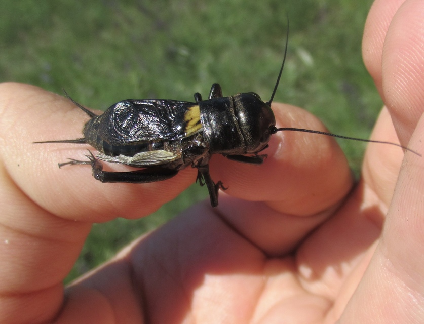 Gryllus campestris - mezei tücsök