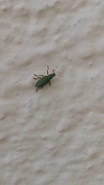 Polydrusus formosus - selymes lombormányos