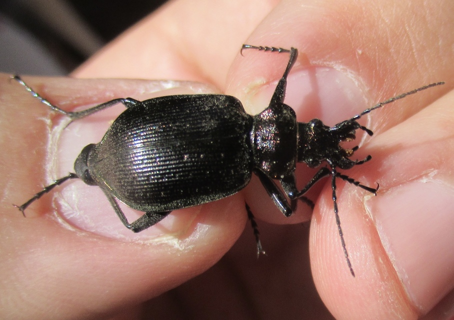 Calosoma inquisitor - kis bábrabló