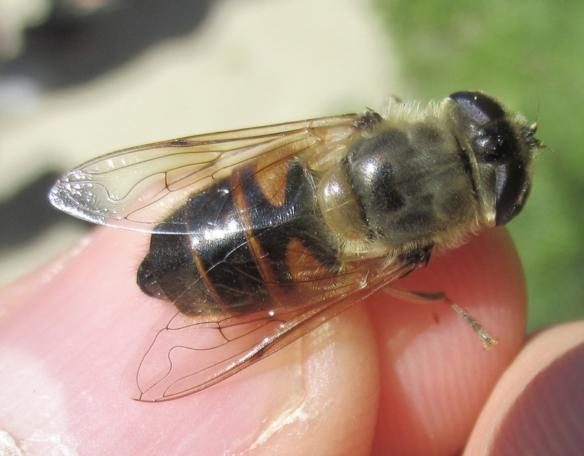 Eristalis tenax - közönséges herelégy