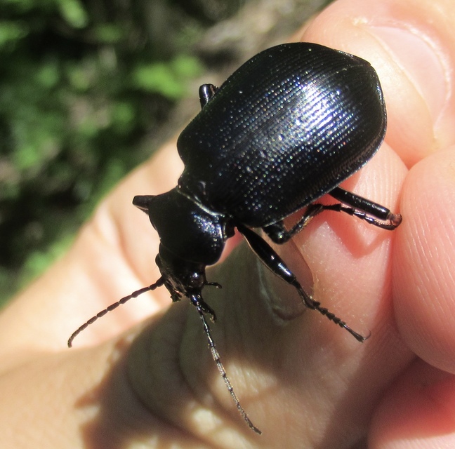 Calosoma inquisitor - kis bábrabló