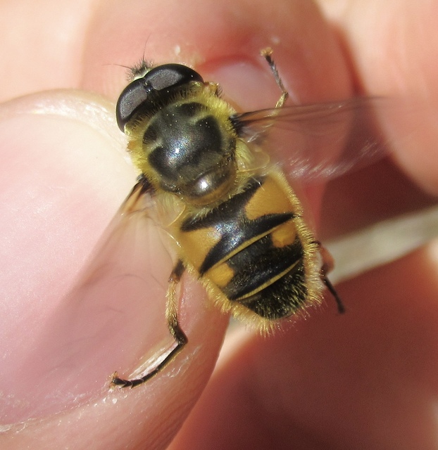 Myathropa florea - halálfejes odúlégy