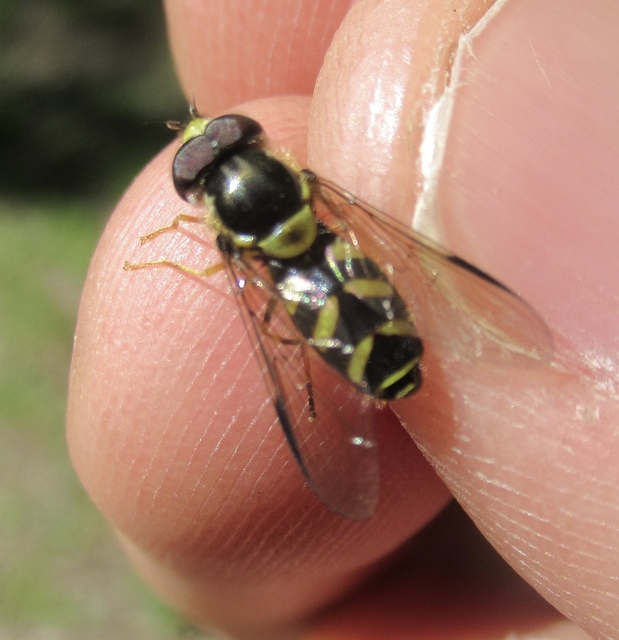 Dasysyrphus albostriatus - csíkoshátú erdeilégy