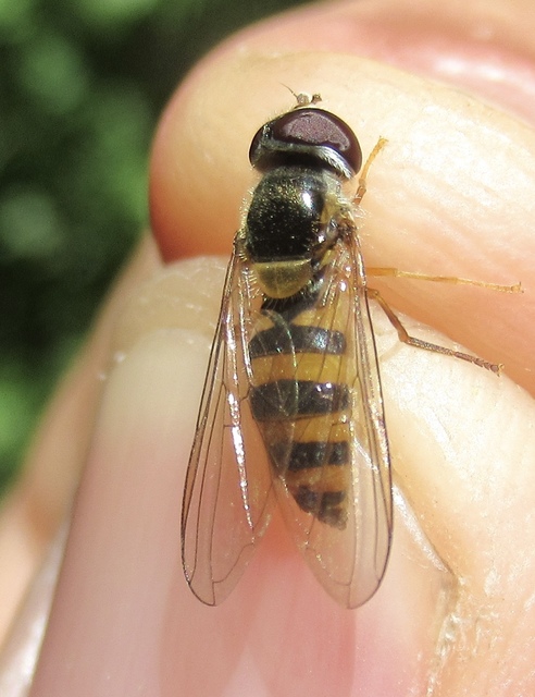 Meligramma cincta - változékony karcsúlégy