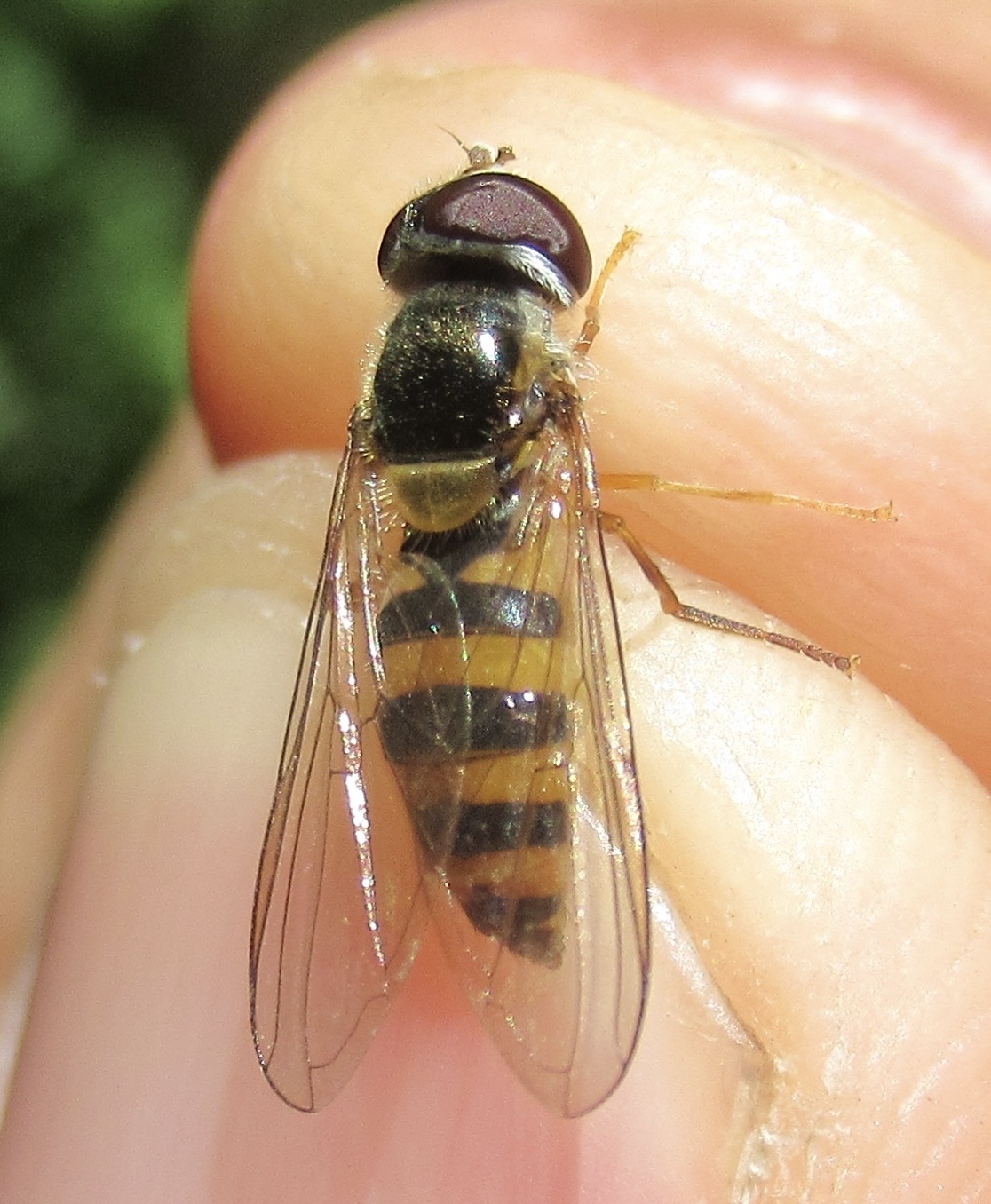 Meligramma cincta - változékony karcsúlégy