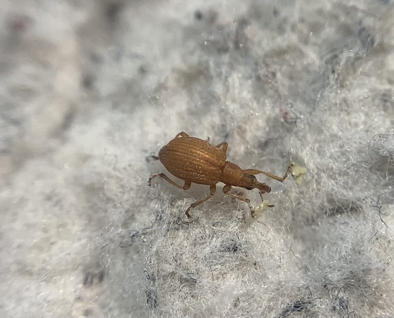 Apion rubiginosum - sóskaszár-cickányormányos
