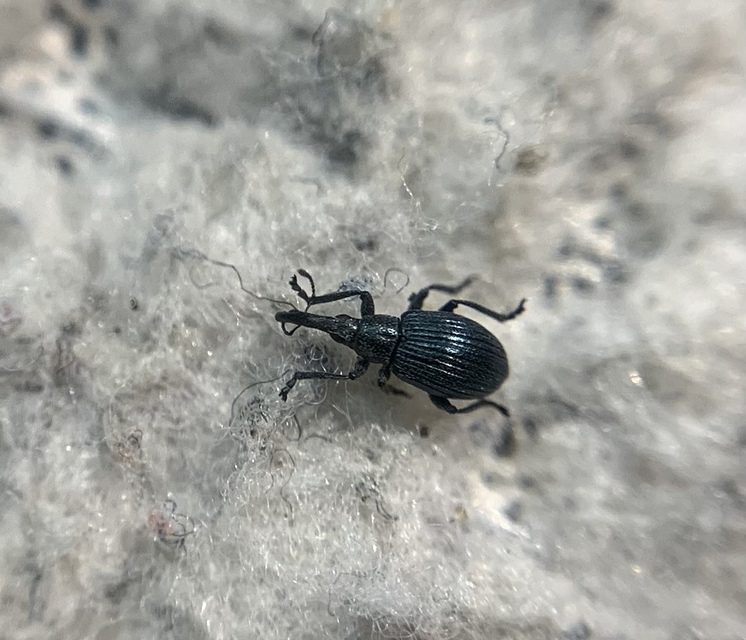 Mesotrichapion punctirostre - pontosorrú cickányormányos