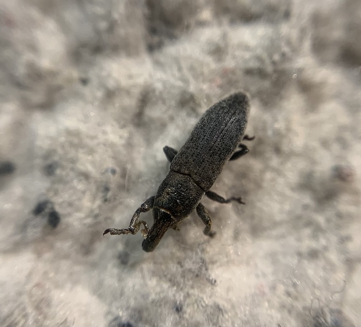 Lixus brevipes - vaskosorrú dudvabarkó