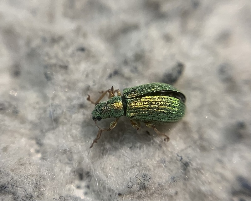 Polydrusus corruscus - kecskefűz-lombormányos