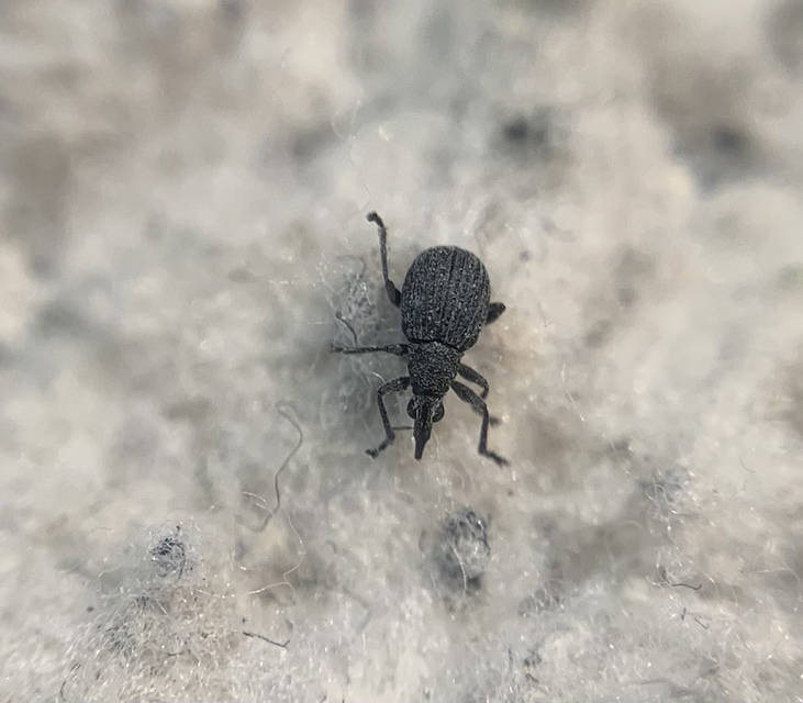 Oxystoma craccae - kaszanyügbükköny-cickányormányos
