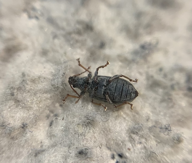 Phyllobius virideaeris - halványzöld levélormányos
