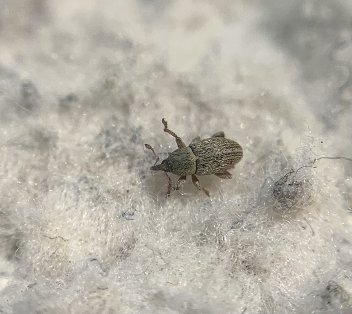 Tychius stephensi - rétihere-tímárormányos