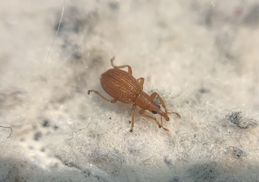 Apion frumentarium - vörös cickányormányos