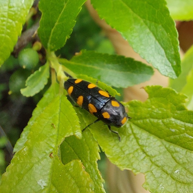 Ptosima undecimmaculata - sárgafoltos díszbogár