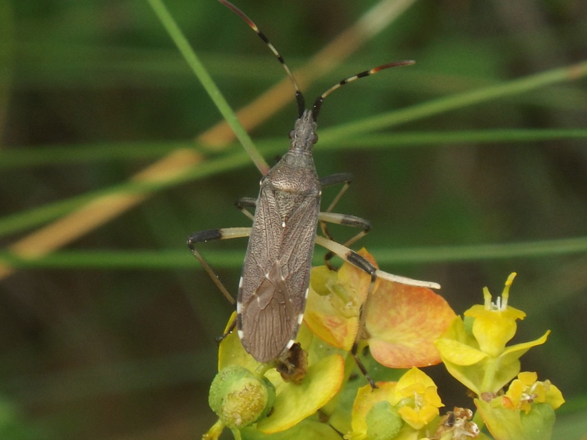 Dicranocephalus