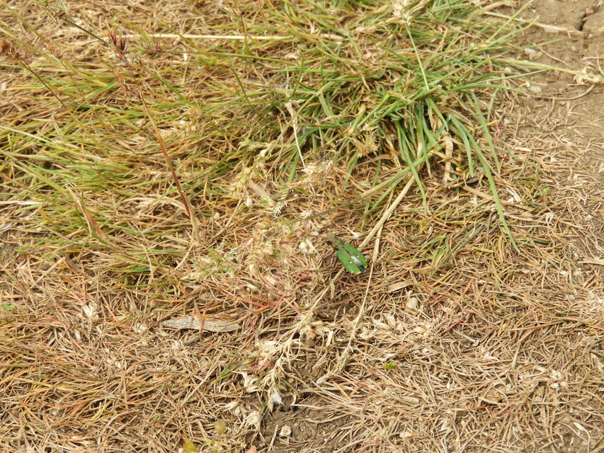 Cicindela campestris - mezei homokfutrinka