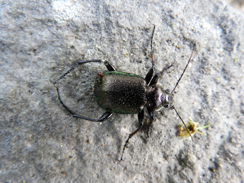 Calosoma inquisitor - kis bábrabló