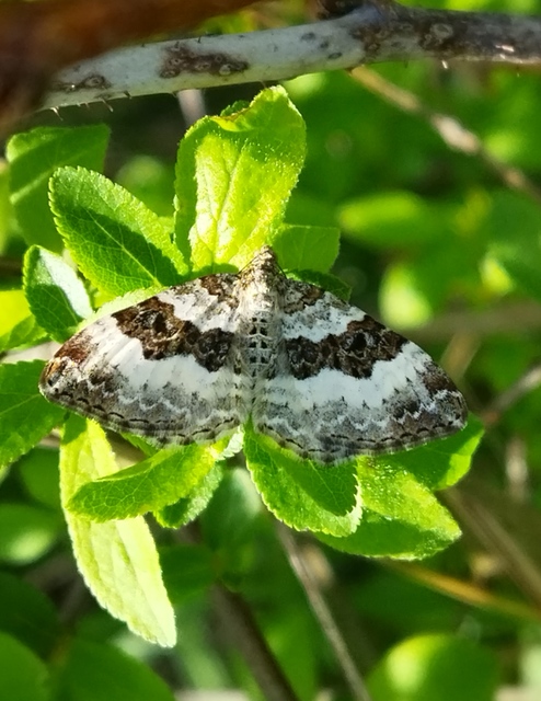 Epirrhoe rivata - ékfoltos tarkaaraszoló