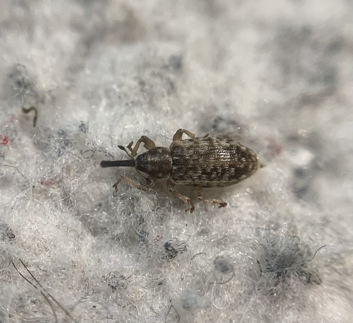 Dorytomus taeniatus - kecskefűz-hangormányos