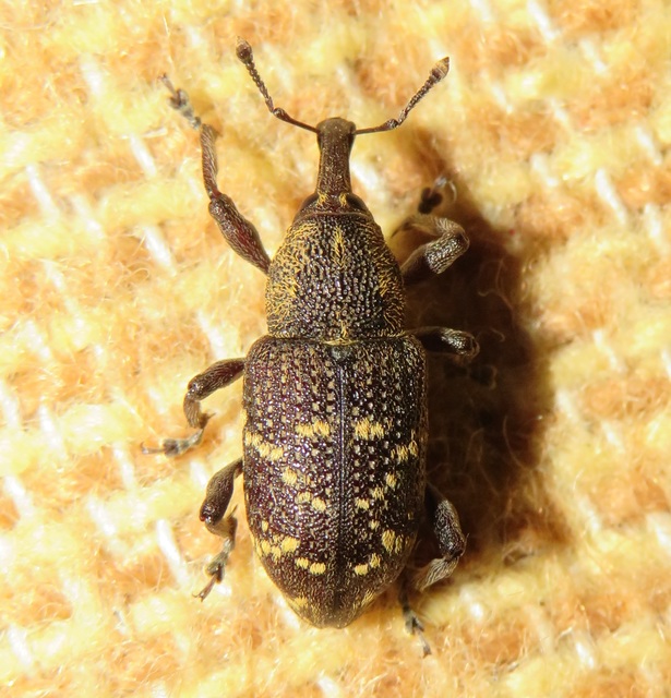 Hylobius abietis - nagy fenyvesormányos