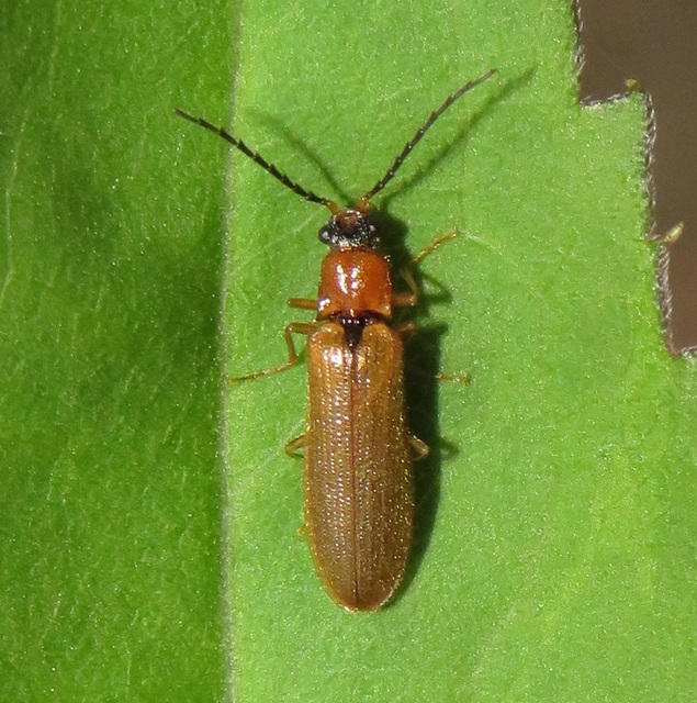 Denticollis linearis - dülledtszemű pattanó