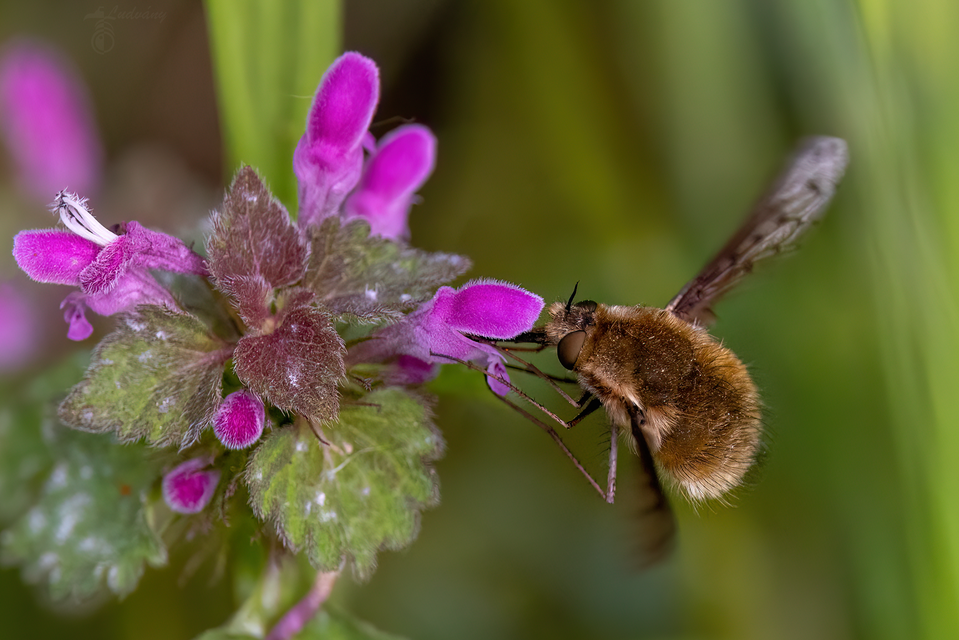 Bombylius medius - fehérfarú pöszörlégy