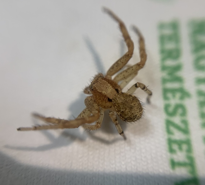 Xysticus lanio