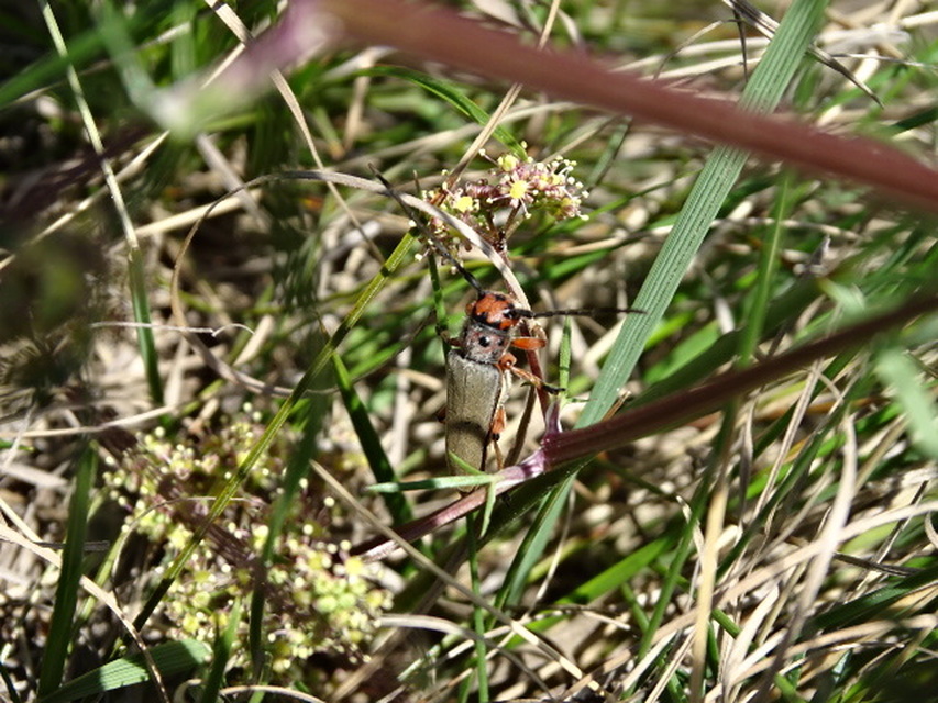 Phytoecia argus - árgusszemű cincér
