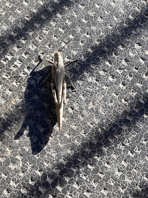 Anacridium aegyptium - egyiptomi sáska