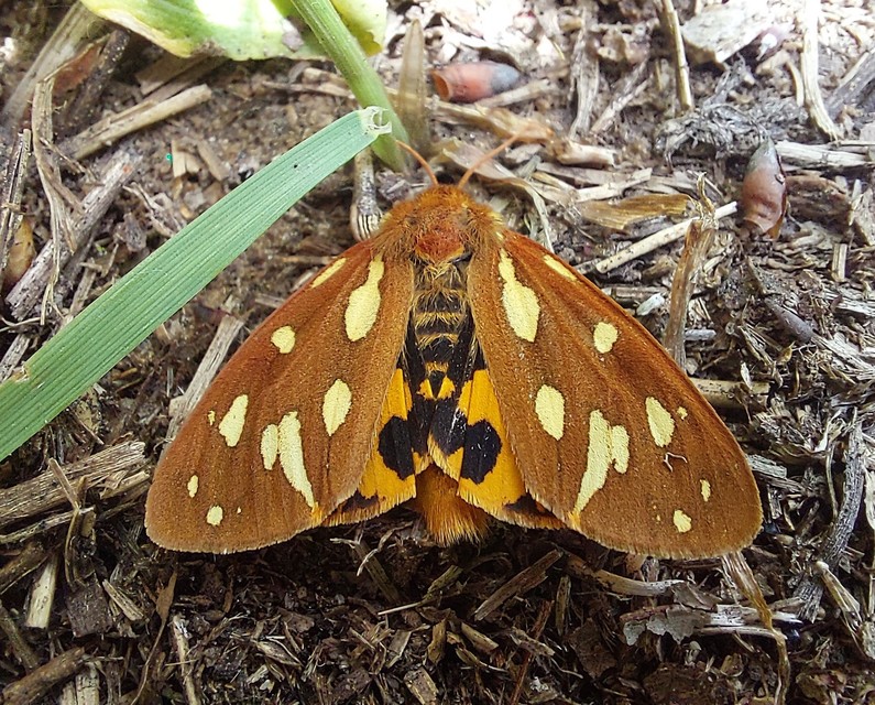 Hyphoraia aulica - barna medvelepke