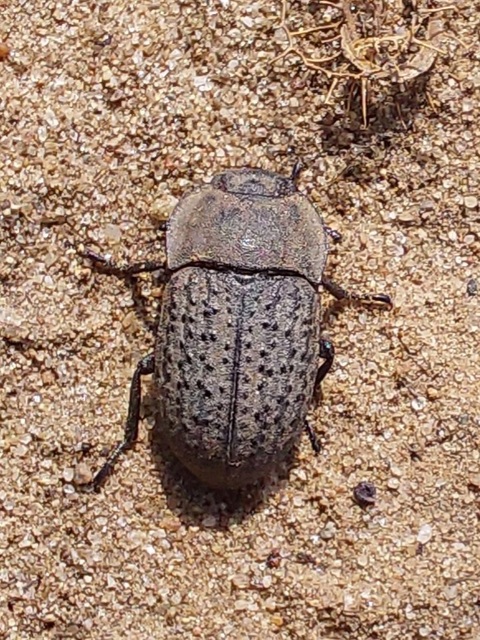 Opatrum sabulosum - sároshátú gyászbogár