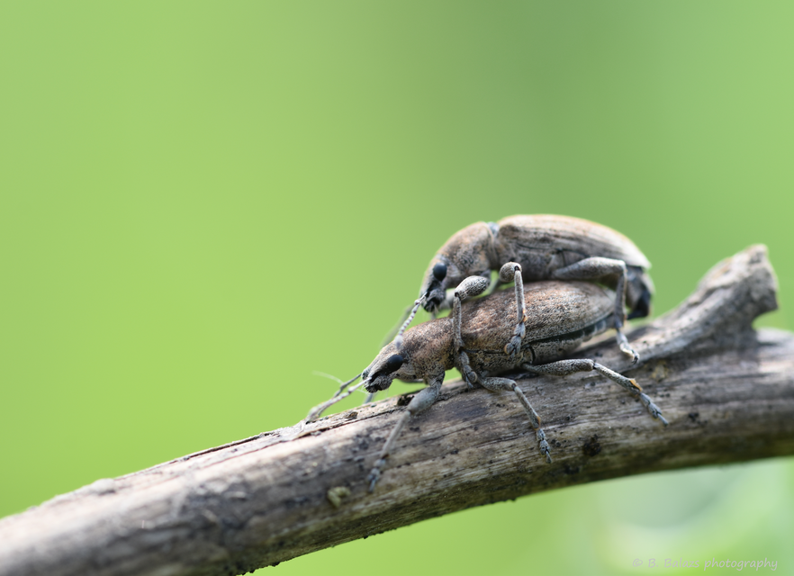 Tanymecus palliatus - közönséges hegyesfarúbarkó
