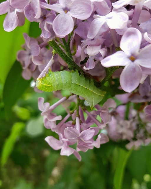 Amphipyra pyramidea - fahéjszínű bagoly